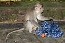 macaque stealing umbrella